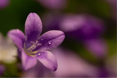 Klokjesbloem Close-up, de foto