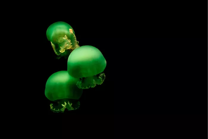 Groene kwallen, die ook wel 'zeegelei' worden genoemd. Het zijn ongewervelde zeedieren die tot de stam Cnidaria behoren, waartoe ook koralen en zeeanemonen behoren.