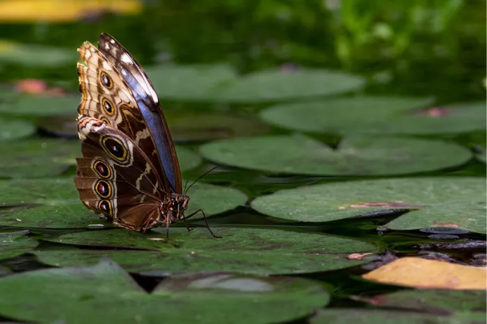 Morpho-vlinder met gesloten bruine vleugels en oogvlekken op waterleliebladeren