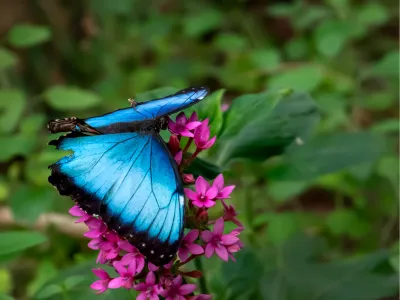 Fladderen van blauw naar roze, de foto