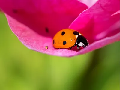 Insectenhangmat, de foto
