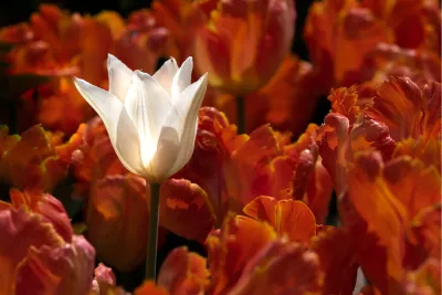 Witte tulp in een zee van oranje, de foto
