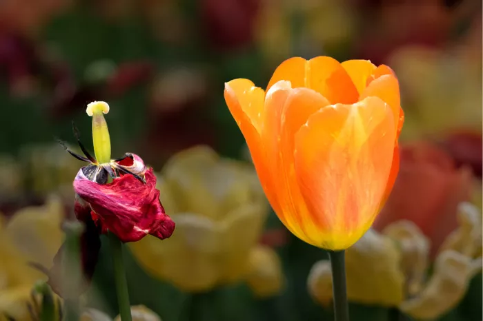Twee tulpen, een oranje en een rode die aan het verwelken is, waarschijnlijk een parkiettulp (Tulipa gesneriana var. dracontia), een tulpensoort die bekend staat om zijn grote, gekartelde en gevederde bloemblaadjes. 