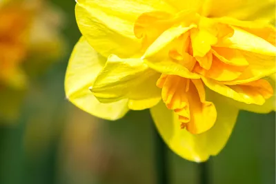 Narcissus, de foto