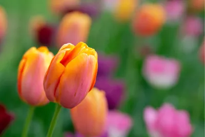 Tulipa Bellville 1, de foto