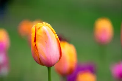 Tulipa Bellville 2, de foto