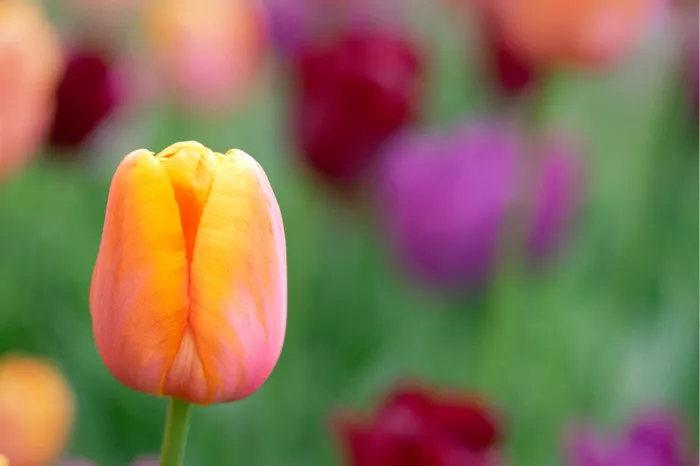 Abrikoosoranje tulp voor wazige donkerrode en paarse tulpen in het groen