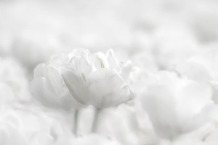 Twee witte tulpen die boven een wazig veld van witte tulpen uitsteken