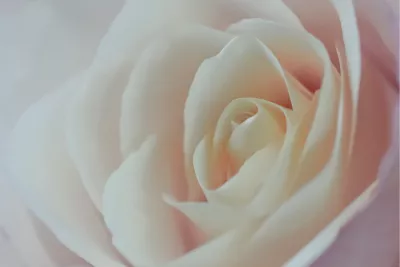 Japanse roos, up close 1, de foto