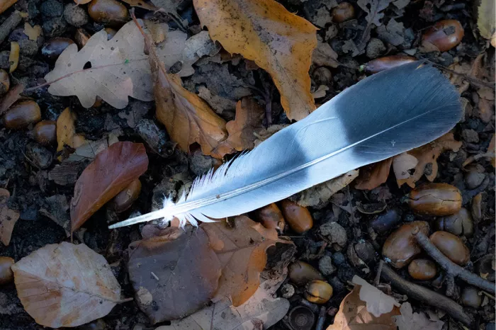 Grijsblauwe veer tussen gevallen eikenbladeren en bruine eikels op de bosgrond