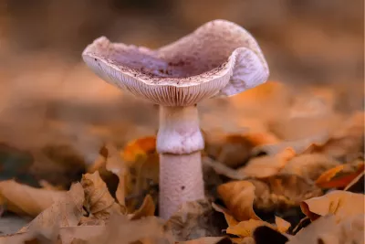 Blozende paddenstoel, de foto