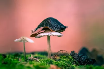 Slakkenstoel, de foto