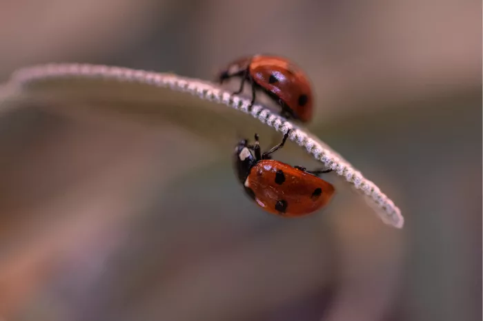 Twee lieveheersbeestjes boven en onder op een smal behaard blad