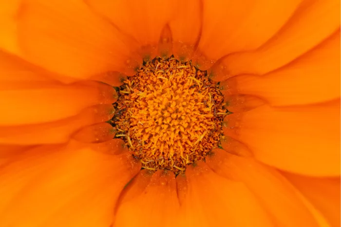 De goudsbloem is een eenjarige plant uit de composietenfamilie (Asteraceae). De plant heeft meestal oranje, maar soms ook gele bloemen. 