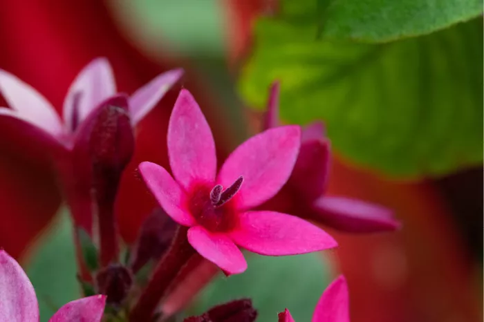 Felroze stervormige bloemetjes van de Egyptische sterbloem met groen blad