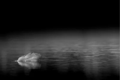 Veer op het water, de foto