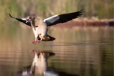 Dit is een noodlanding, de foto