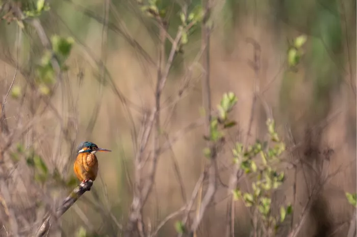 De ijsvogel leeft in de buurt van langzaam stromende wateren zoals rivieren en vijvers, waar hij zich voedt met vissen, insecten en kikkers. 