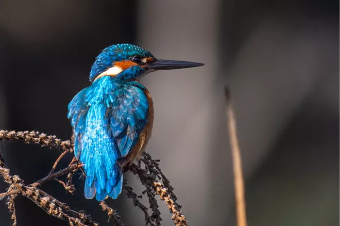 IJsvogel van achteren met felblauwe rug op een droge tak
