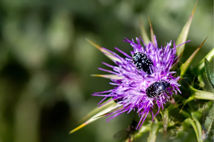Paarse distelbloem met twee zwarte kevers met witte stippen