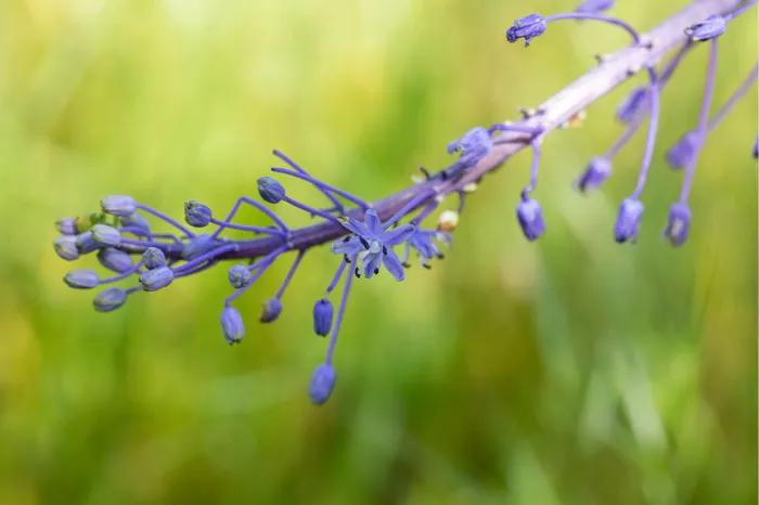 Paarsblauwe bloempjes van een kuifhyacint aan een schuine stengel tegen groen gras