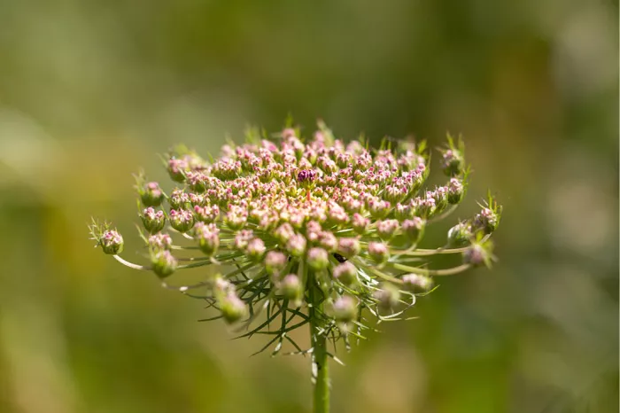 Bloemscherm van wilde peen met roze en witte knopjes tegen een wazige groene achtergrond