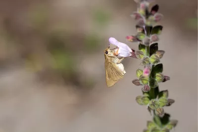 Drinken uit de bloem, de foto