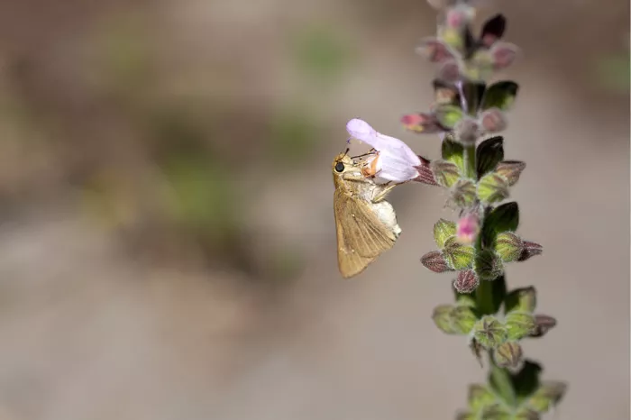 Kleine bruine vlinder die nectar drinkt aan een lila saliebloem