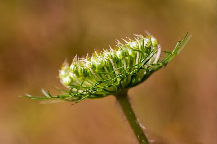 Groen ingekruld bloemscherm van wilde peen tegen een warme bruine achtergrond