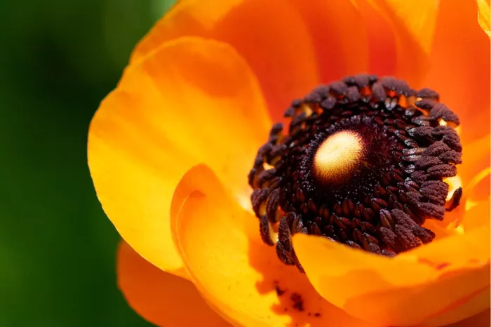 Oranje ranonkel van dichtbij met een donkerbruin hart vol meeldraden
