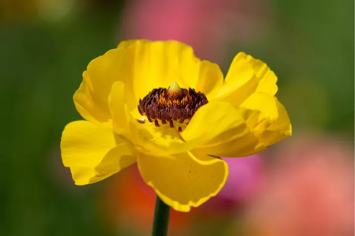 Gele ranonkel met donker hart voor een wazige roze en groene achtergrond