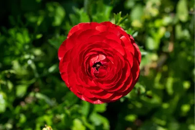 Rode Ranonkel 4, de foto