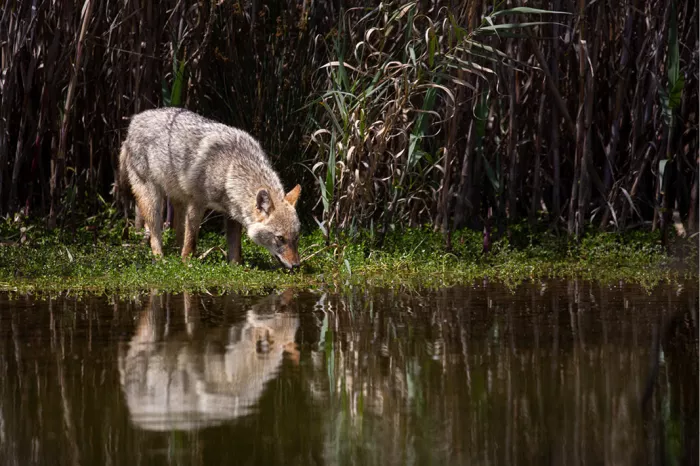 Hondachtige die drinkt aan de waterkant voor riet, met spiegeling in het water