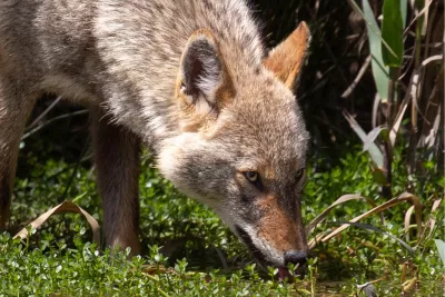 Coyote Beauty 3, de foto