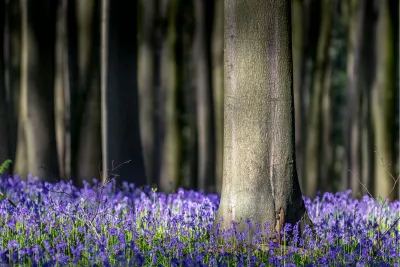 Op zoek naar de boshyacint 2, de foto
