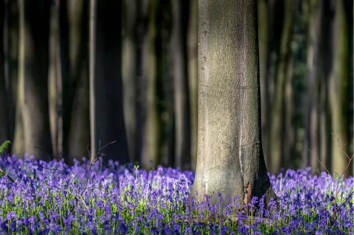 Dikke beukenstam in een bos met een tapijt van paarse boshyacinten
