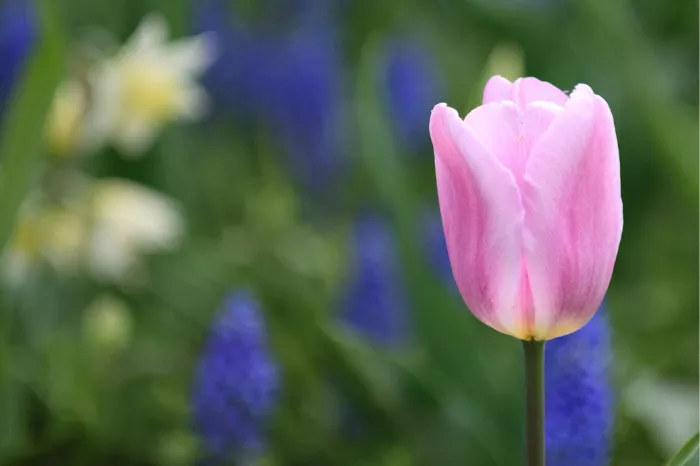 Roze tulp voor wazige blauwe en witte voorjaarsbloemen