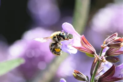 Hommel op de bloem, de foto