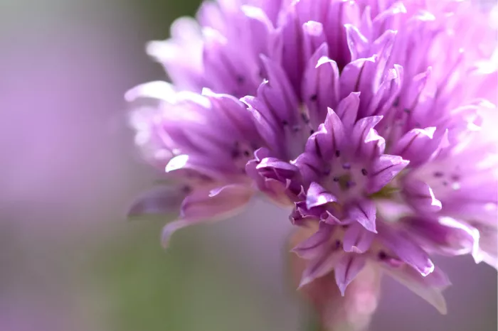 Lila bloemhoofdje van bieslook van dichtbij tegen een paarse achtergrond