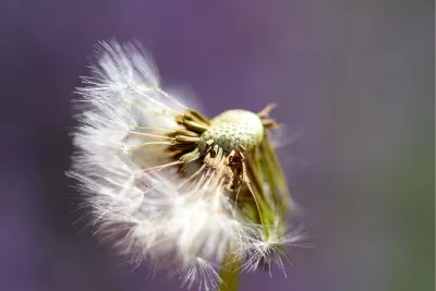 Pluisjes in de wind 1, de foto
