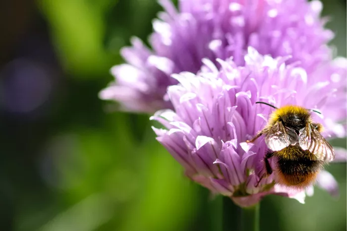 Hommel op een lila bieslookbloem tegen een wazige groene achtergrond