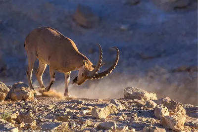 Nubische steenbok 1, de foto