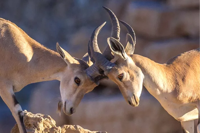 Twee jonge Nubische steenbokken die met gekruiste hoorns tegen elkaar duwen