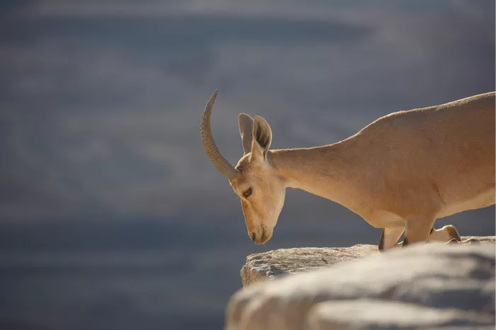 Nubische steenbok die over de rand van een rots buigt tegen een blauwgrijze achtergrond