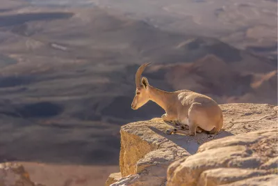 Nubische steenbok 4, de foto