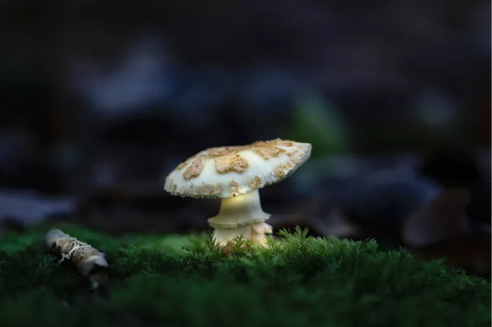 Gele knolamaniet met lichtgele hoed in groen mos, belicht in een donker bos
