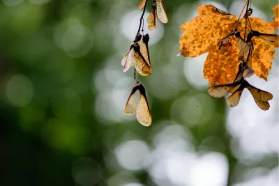 Helikoptertjes, de foto