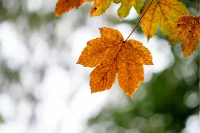 Gouden herfstblad, de foto