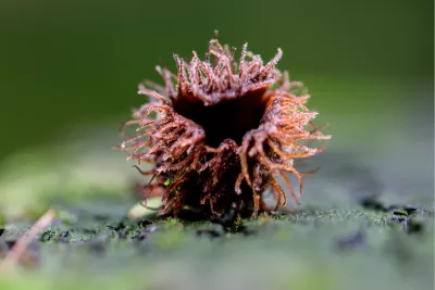 Stemonitis, de foto