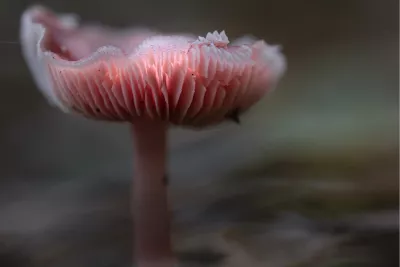 Roze mutsje, de foto